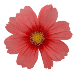 中華麥塊花
